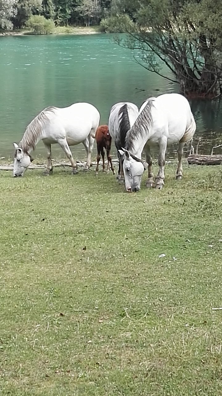 water, lake, domestic animals, mammal, horse, grass, lakeshore, side view, livestock, full length, herbivorous, tranquility, nature, day, pasture, zoology, green color, non-urban scene, tranquil scene