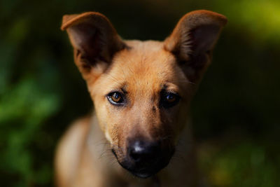 Close-up portrait of dog looking at camera