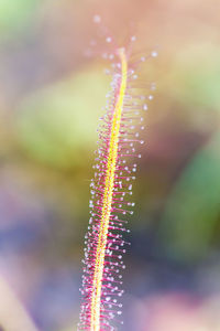 Close-up of plant