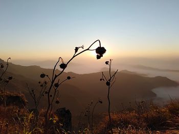 Silhouette plants against mountains during sunset