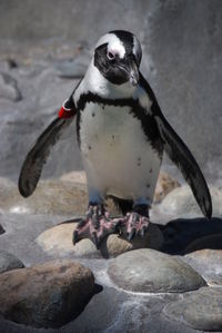 Emperor penguin against rock formations at galapagos islands