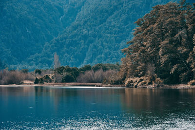 Scenic view of lake in forest