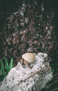 Close-up of mushroom growing on rock