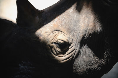 Close-up head of white rhino 