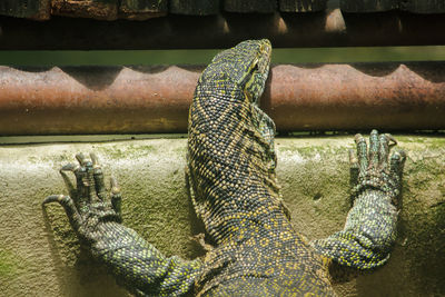 Close-up of metal chain in zoo