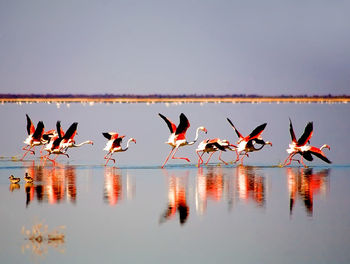 On the botswana salt pans flamingos take flight