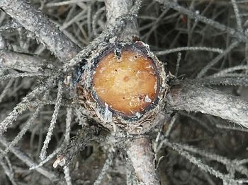 Close-up of trees in the forest