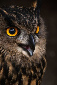 Close-up portrait of owl
