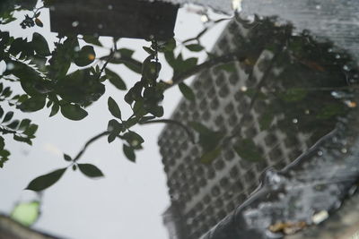 High angle view of wet leaves on lake