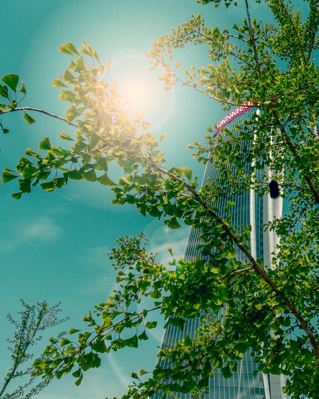 plant, growth, sky, low angle view, tree, sunlight, nature, sun, flower, no people, day, beauty in nature, architecture, built structure, leaf, plant part, flowering plant, lens flare, sunbeam, building exterior, outdoors