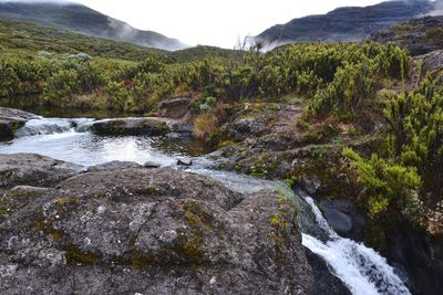 Scenic view of waterfall in forest