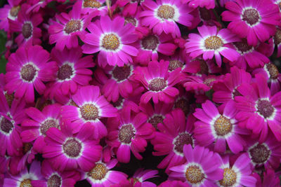 Full frame shot of pink flowers