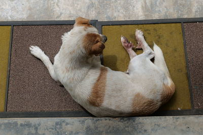Sleepy dog on the cement floor, sleep time, lazy time