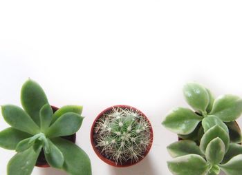 Close-up of potted plant
