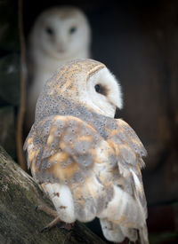 Close-up of a bird