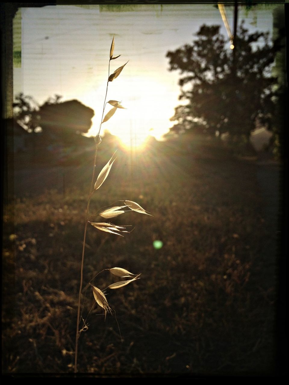 transfer print, sun, auto post production filter, sunbeam, sunlight, lens flare, nature, plant, sunset, field, growth, tranquility, back lit, tree, outdoors, vignette, no people, leaf, beauty in nature, day