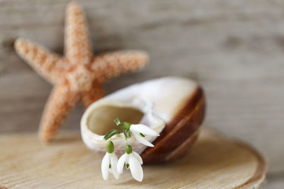 Close-up of snowdrops on seashell against dry star fish