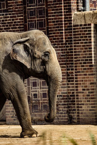 View of elephant in zoo