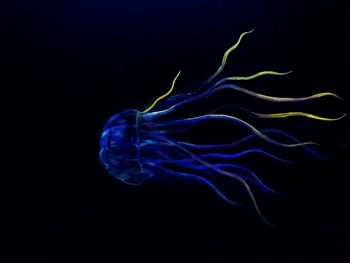 Close-up of jellyfish against black background