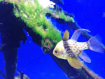 Fish in aquarium