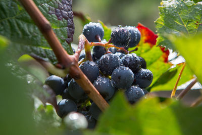 Close-up of grapes growing on tree