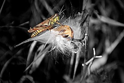 Close-up of spider on web