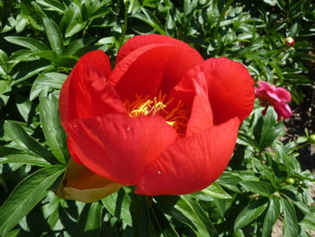 Close-up of red hibiscus blooming outdoors