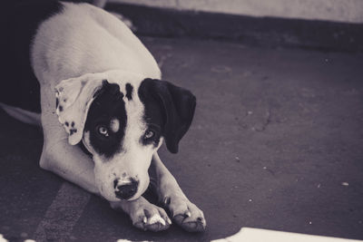 Portrait of dog lying down on floor