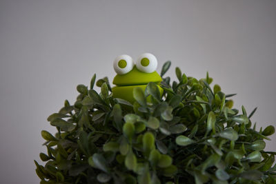 Close-up of green plant against white background