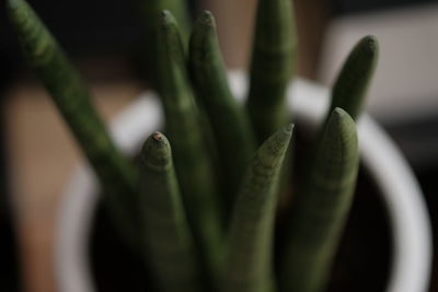 Close-up of succulent plant