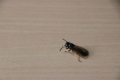 Close-up of housefly