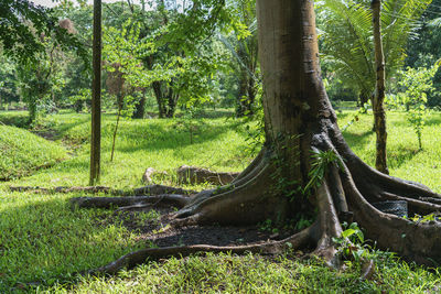 Trees in forest