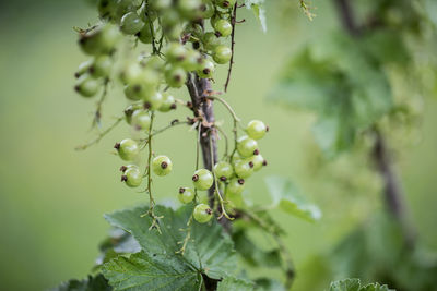 Close-up of berries on plant