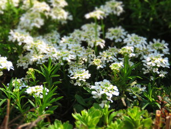 White flowering plants on field