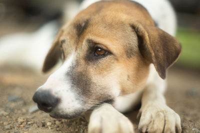 Close-up of dog looking away