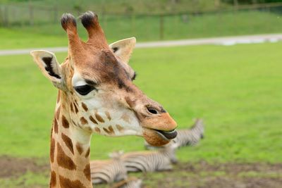 Close-up of giraffe on field in zoo