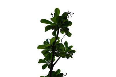 Low angle view of plant against white background