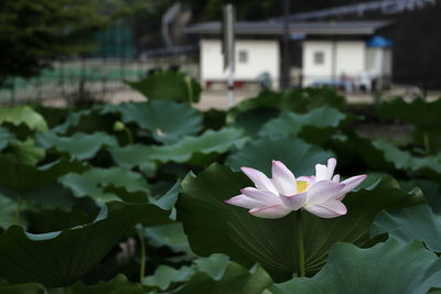 Close-up of lotus water lily in pond
