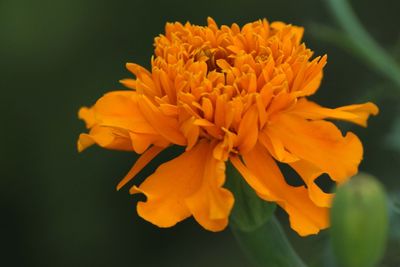 Close-up of orange flower blooming outdoors