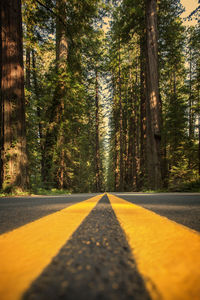 Empty road amidst trees in forest