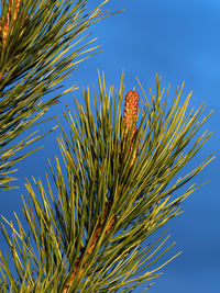 Low angle view of plant against blue sky