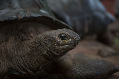 One giant turtle on seychelles, indian ocean, africa