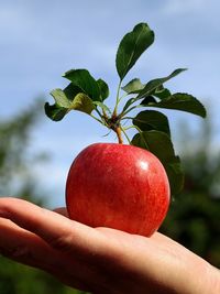 Close-up of hand holding apple