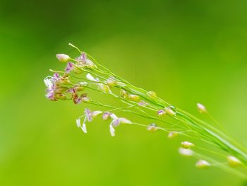 Close-up of insect on plant