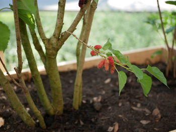 Close-up of red flowering plant