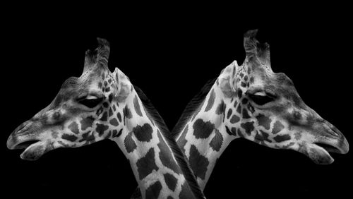 Close-up of giraffe against black background