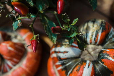 Close-up of multi colored crab