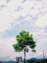 Low angle view of tree against sky