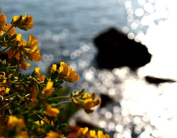 Close-up of yellow flowering plant