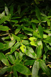 High angle view of leaves growing on field